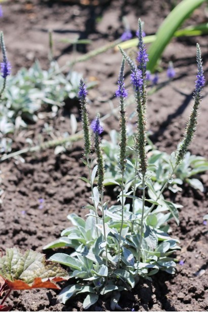 Вероніка сиза (квіти сині)